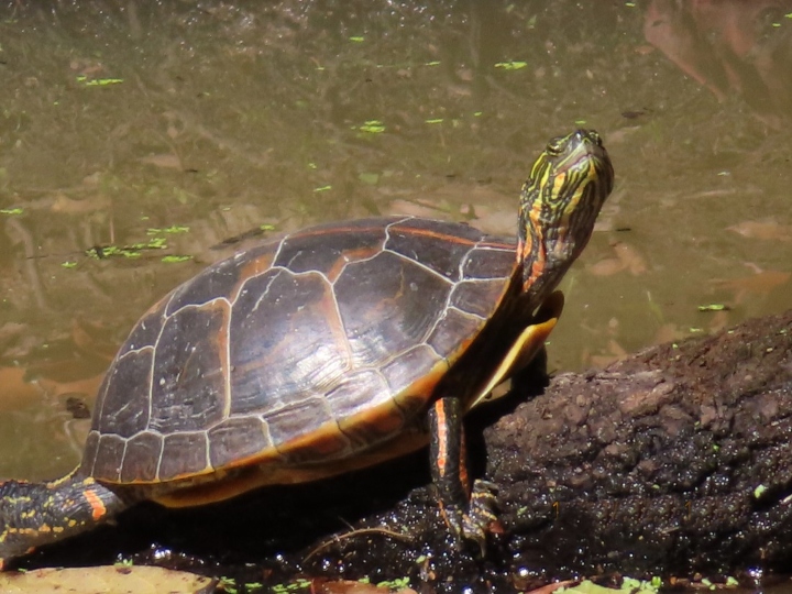 Southern Painted Turtle